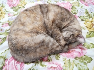 DSC_1189.JPG