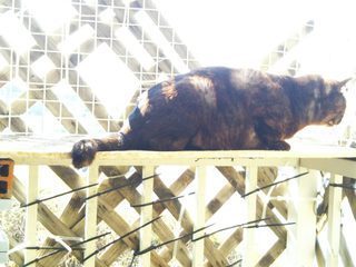 image1550378976.jpg