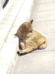 image1584244002.jpg
