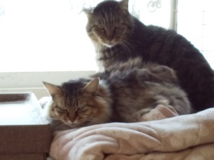 image1585972955.jpg