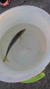 image1586574877.jpg