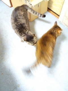image1587778881.jpg