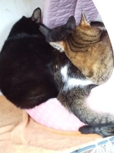 image1608779597.jpg